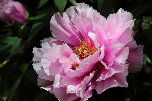 Kwiaty dla dziewczyny bez okazji – Peonie